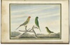 Select Specimens from nature, of the Birds Animals, &c, &c, of New South Wales, Collected and Arranged by Thomas Skottowe Esqr. The Drawings By T.R. Browne. N.S.W. Newcastle New South Wales 1813